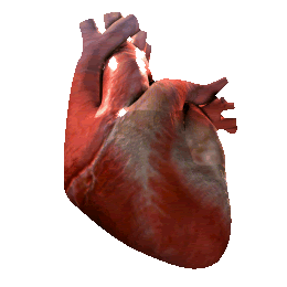 Beating heart
