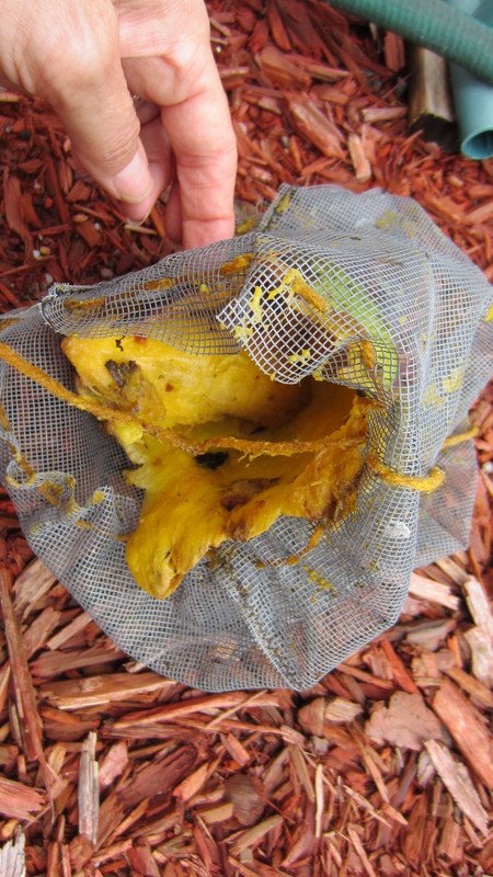 Cogshall byard 6-27-12