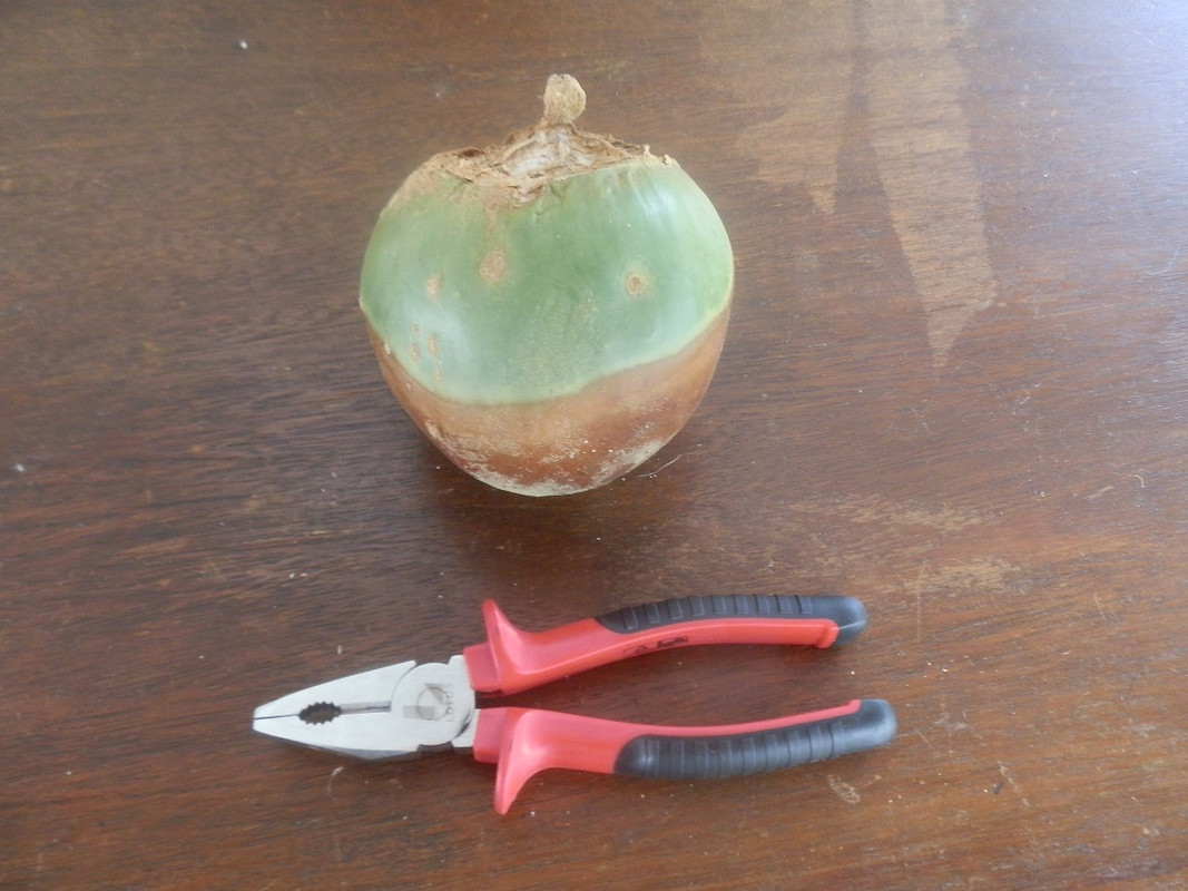 Fruta de Lobo (2) SMALL