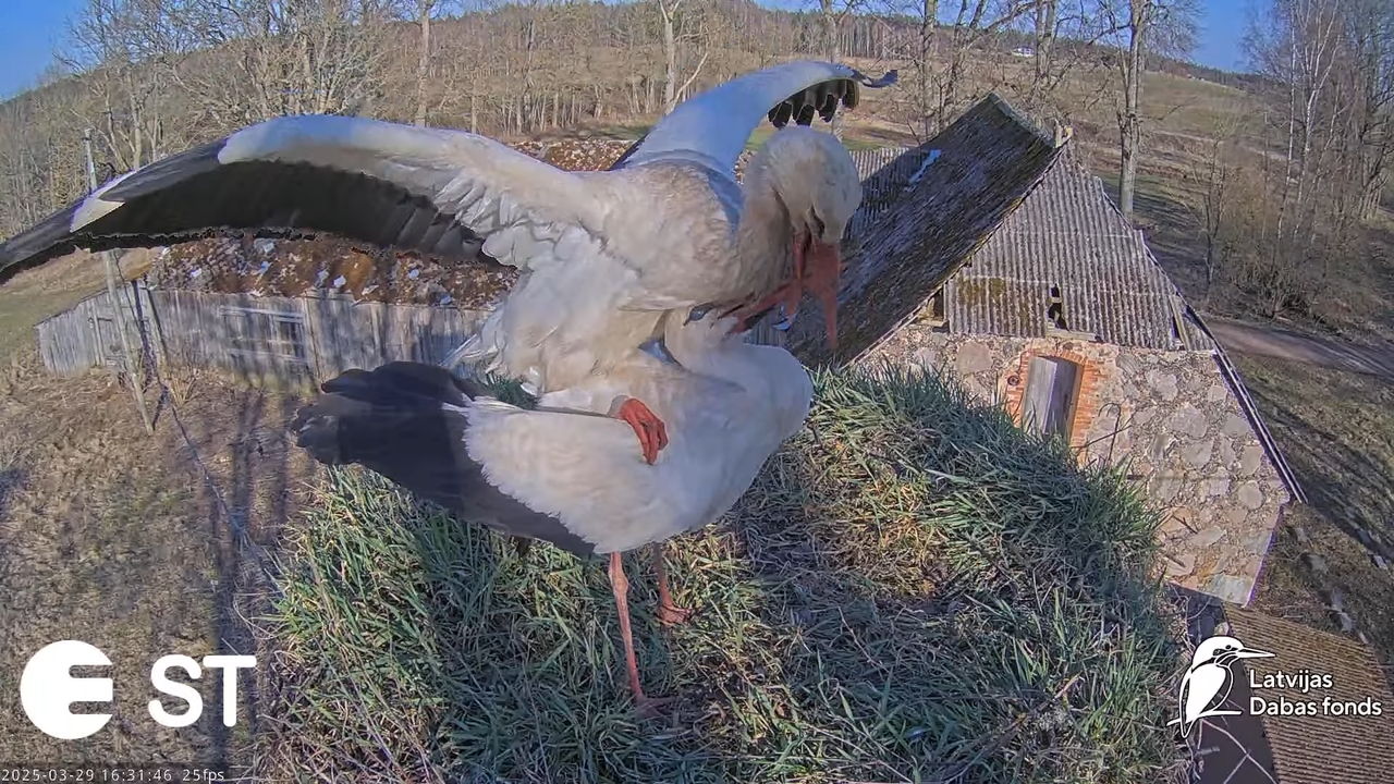 (25) Baltie stārķi (Ciconia ciconia) Tukuma novadā __ White storks in Tukums, Latvia - YouTube - 781