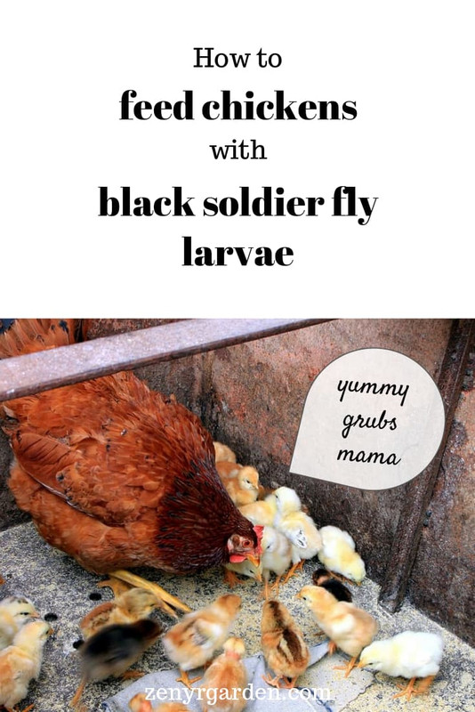 how-to-feed-chickens-with-black-soldier-fly-larvae-pin.jpg