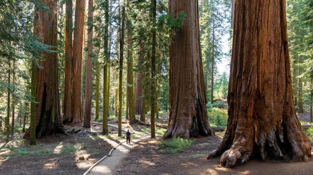 sequoia.jpg