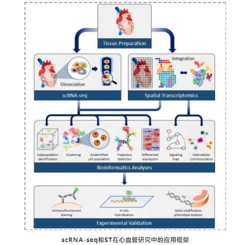 单细胞+空间转录组应用1-2.png