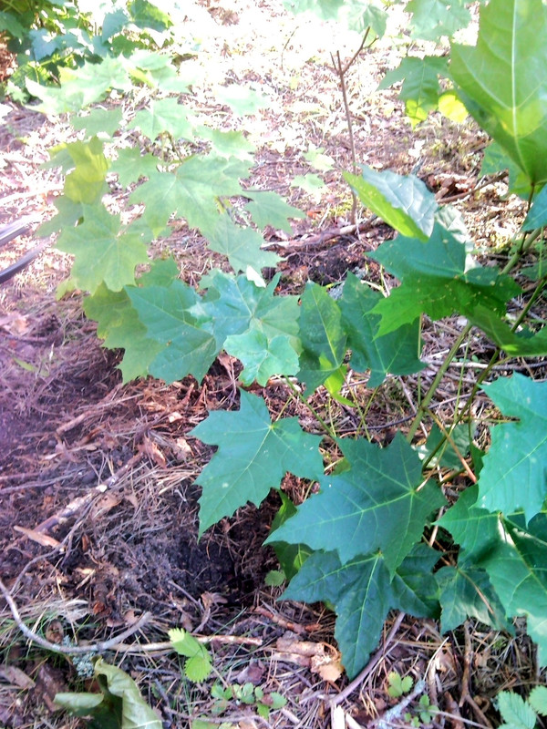 2014-08-02 @19-21-31 - öörekaivos