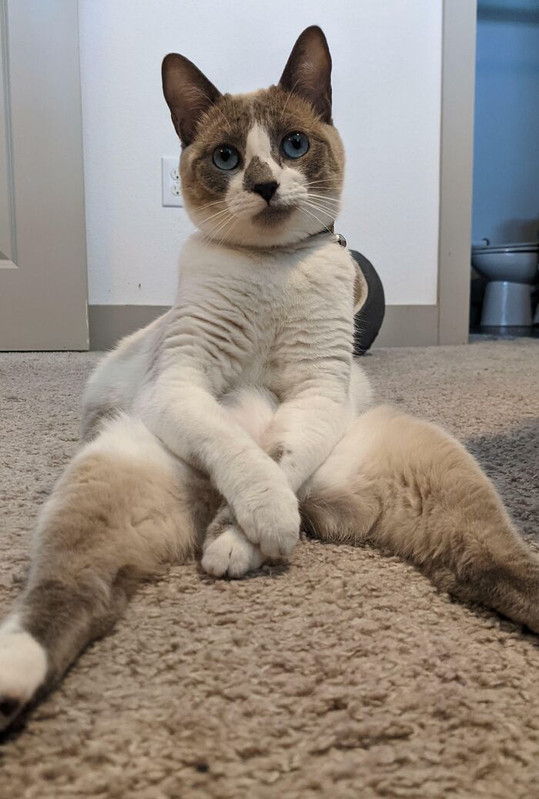 69eb116c4b874-weird-funny-pets-poses-700.jpg