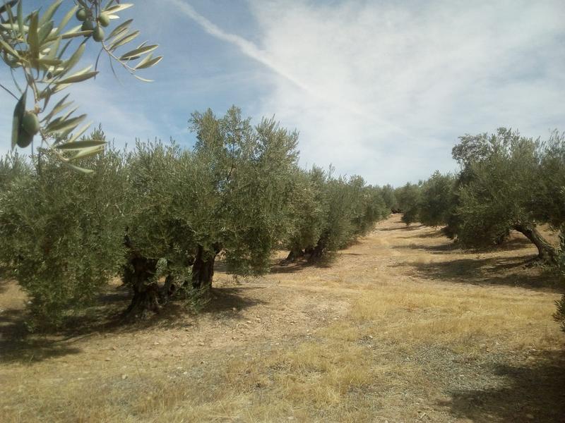 Seguimiento evolutivo/productividad parcela de secano en calar (Jaén) 2019_04