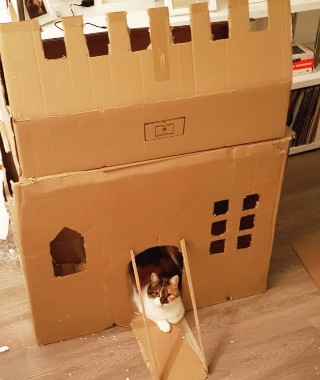 cat-forts22.jpg