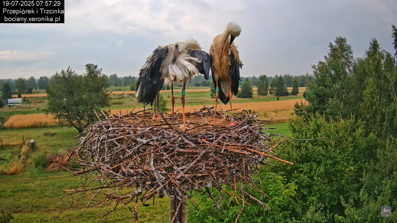 19072025bociany16