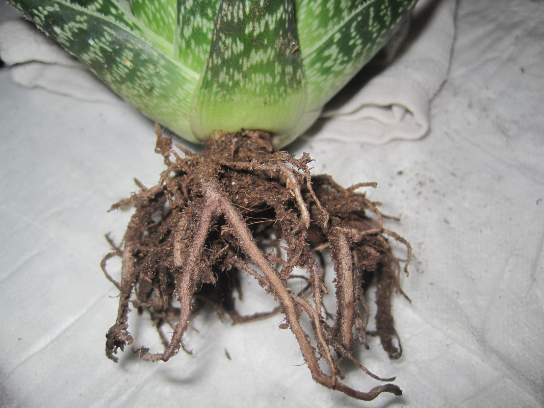 После очистки корней