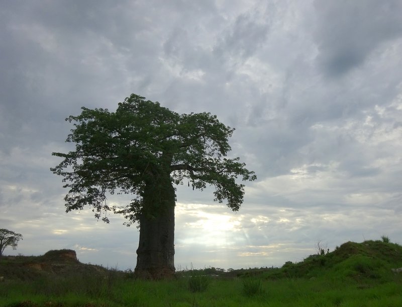 Afbeelding