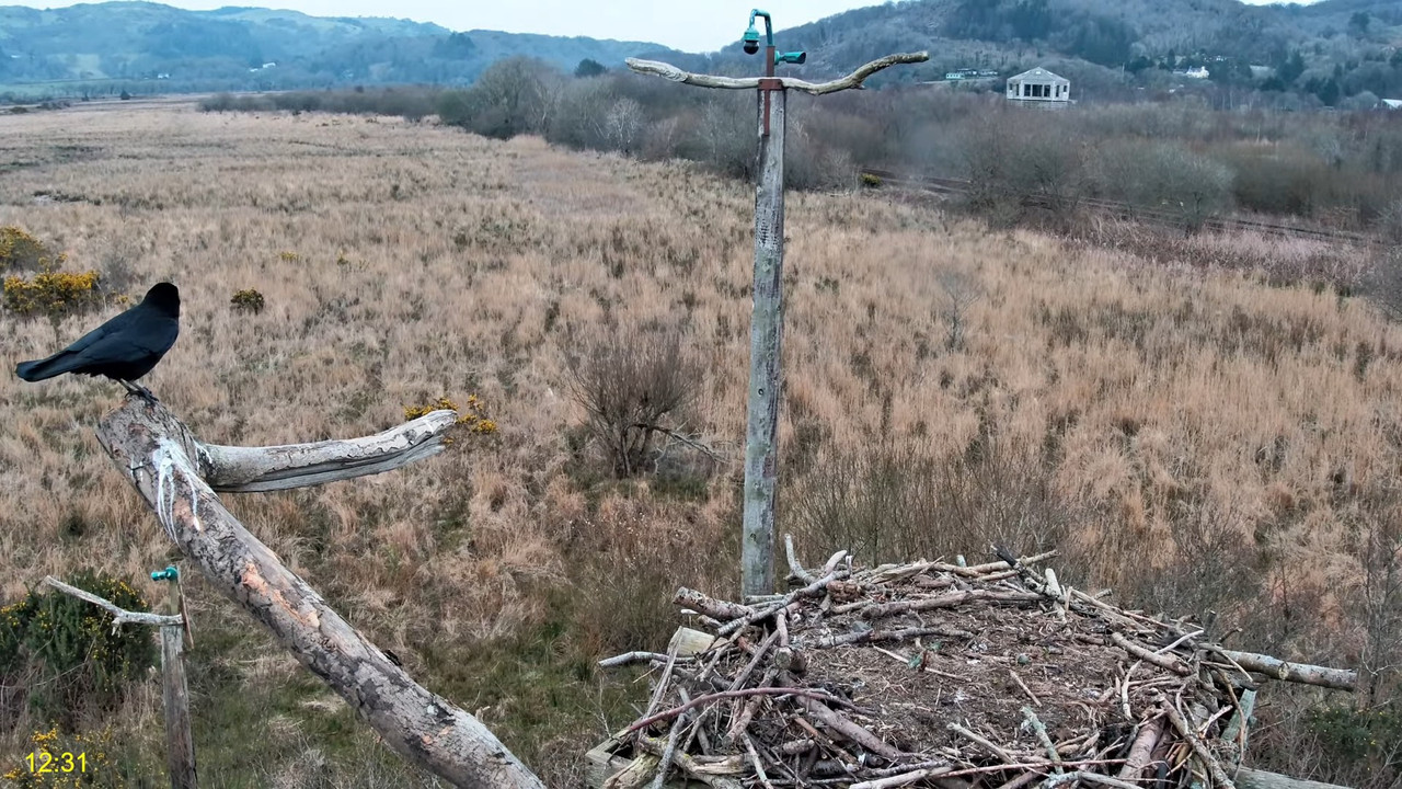 🦅 Dyfi Osprey projekts (VELSA)_ 2025. gada TIEŠRAIDE 4K kvalitātē 🦅 12-55-28 screenshot