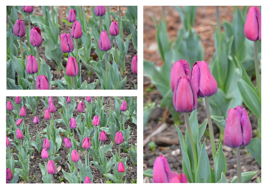 Новый коллаж.jpg 31