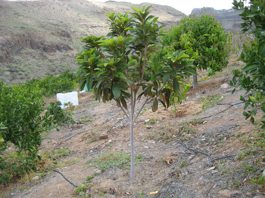 IMG_9352 Pouteria viridis