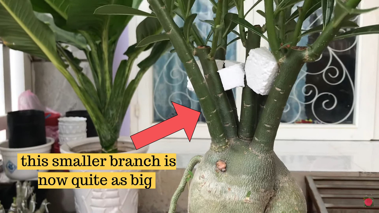 other-small-branch-on-adenium.jpg
