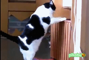 funny-cat-42.gif