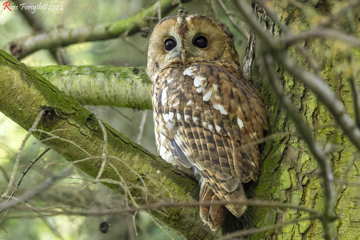 20240918-_5RF2530-CR3