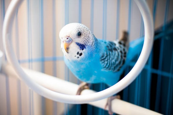 Budgerigar