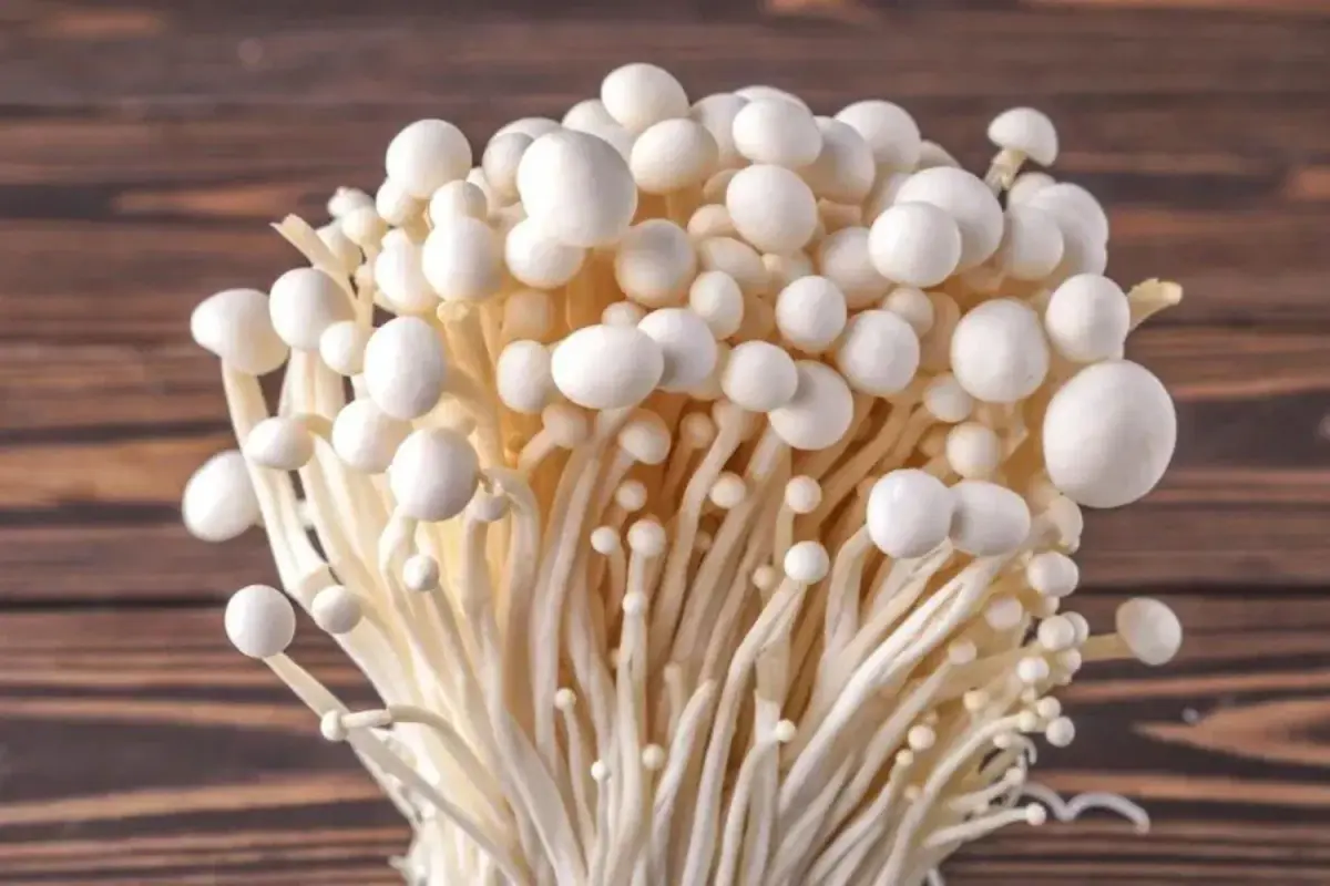 Enoki (Snow Puff)