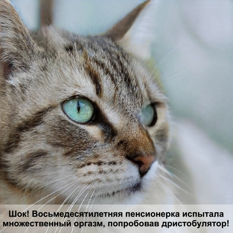 лысая кошка черного цвета