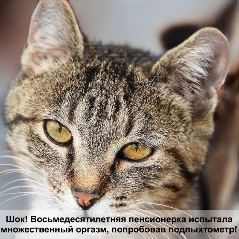 лысое пятно у кошки