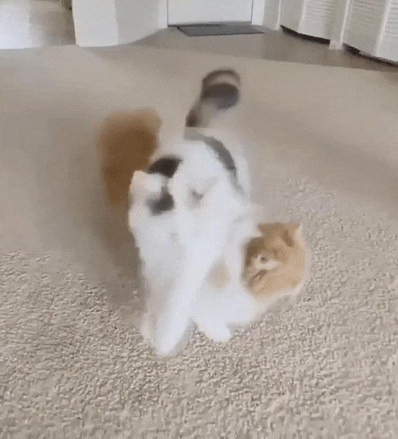 daily-gifdump-3395-27.gif