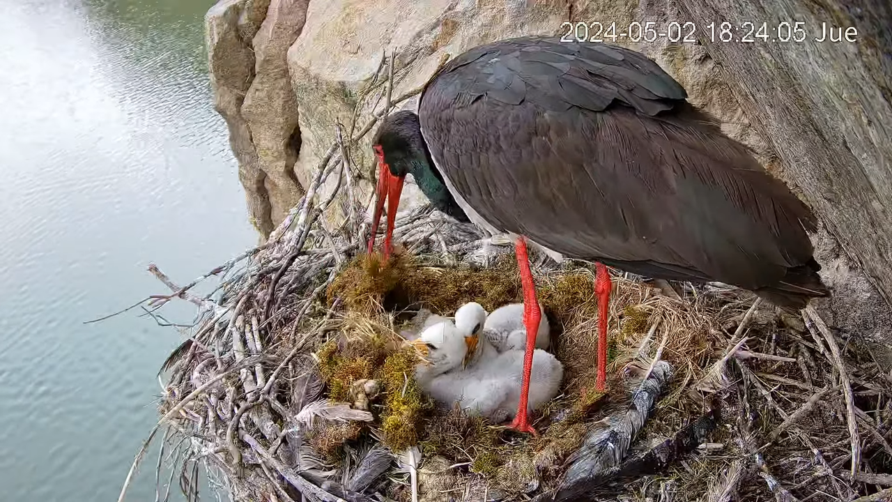 Melnais stārķis Tajo Internacional 9-4-36 screenshot