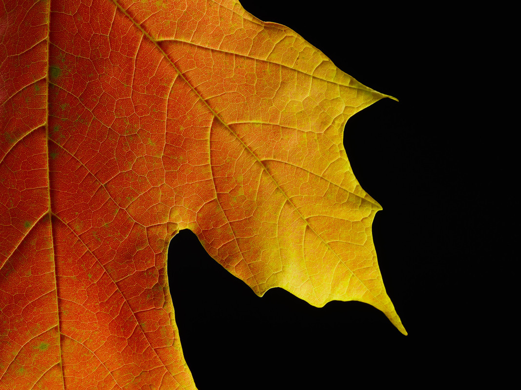 New-_England-fall-foliage-leaf-fine-art-photography-_Connecticut-m.jpg