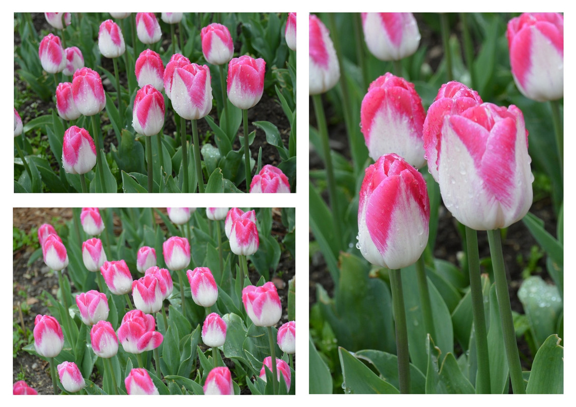 Новый коллаж.jpg 33