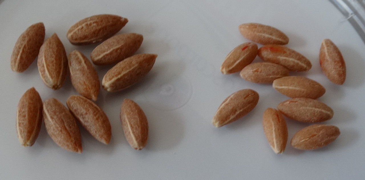 desno schafer levo domač dren