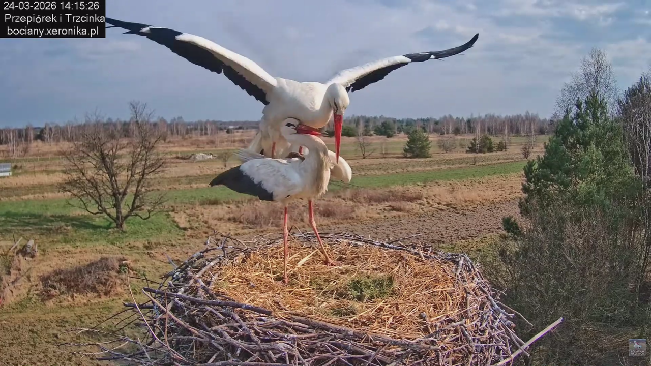 24032026bociany 31