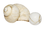 https://i.postimg.cc/d1cmVP53/0-7dcce-a9b4dae0-L-zps103d0846.png