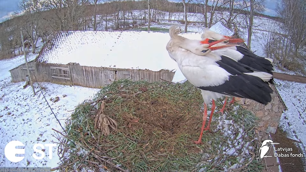 (3) Baltie stārķi (Ciconia ciconia) Tukuma novadā __ White storks in Tukums, Latvia - YouTube - 887_