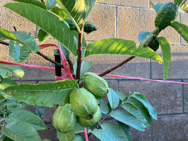 [Image: E136060-B-F0-B7-436-C-ABE5-9-D45825-B0-FB1.jpg]