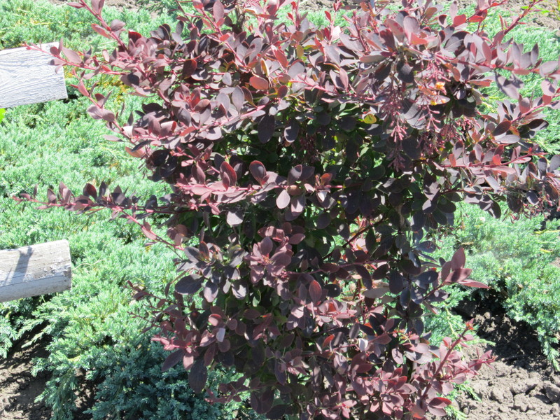 IMG_1680[1]