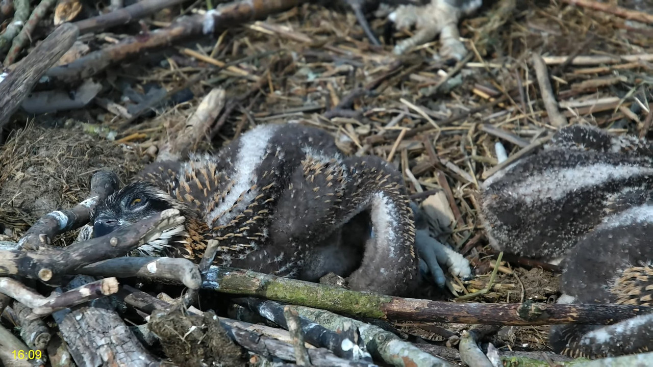 🦅 Dyfi Osprey Project (WALES)_ LIVE STREAMING 2025 in 4K 🦅 8-16-53 screenshot