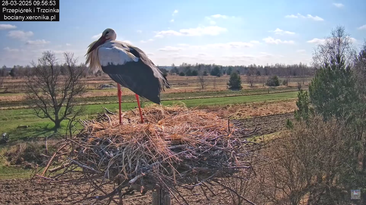 bociany28032025_29