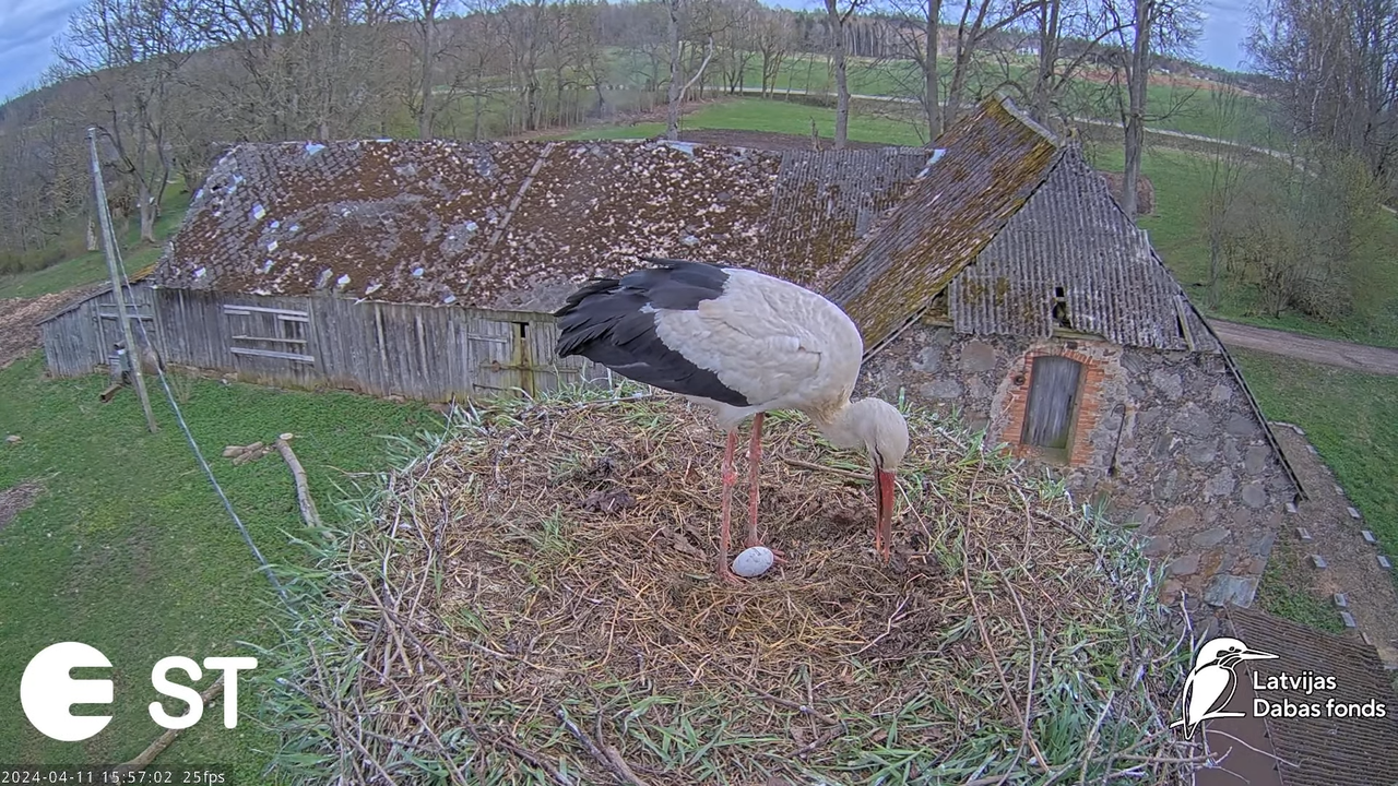 Baltie stārķi (Ciconia ciconia) Tukuma novadā - LDF tiešraide __ White storks in Tukums, Latvia 12-0