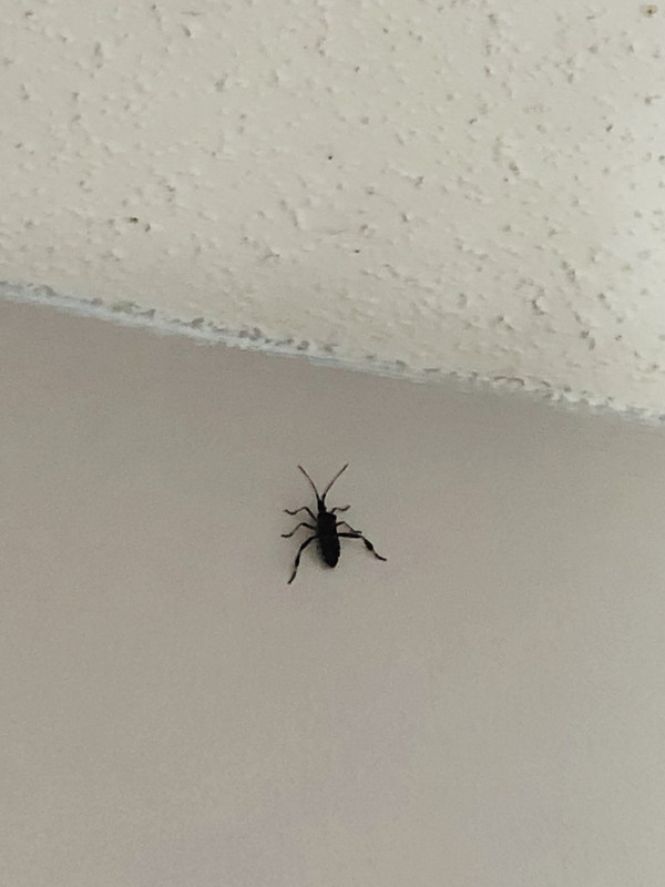 7-FD3-A0-F6-FFB1-46-E1-BDB1-3-CF5181-CC2