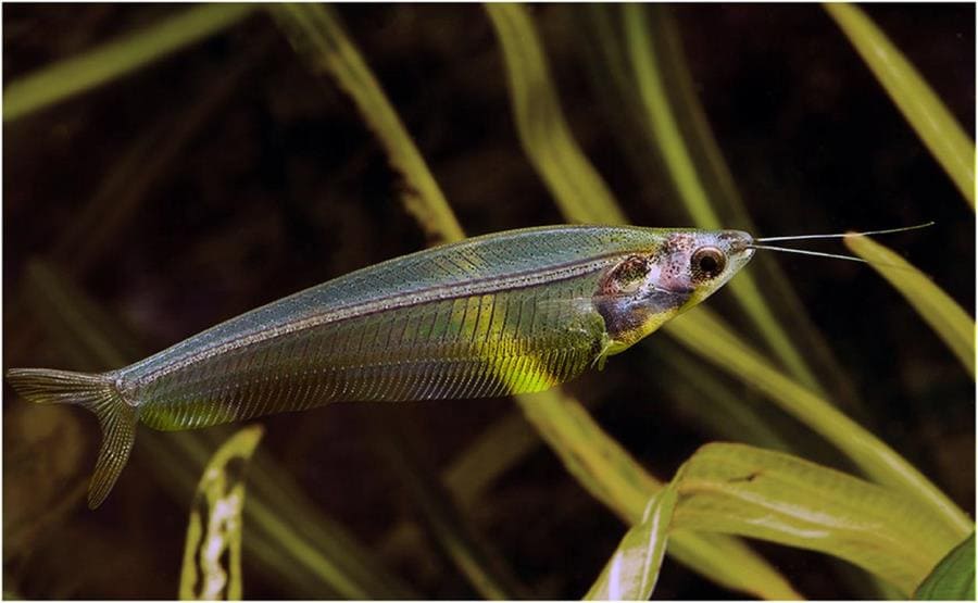 Стеклянный сомик Kryptopterus vitreolus Стеклянный сомик Kryptopterus vitreolus