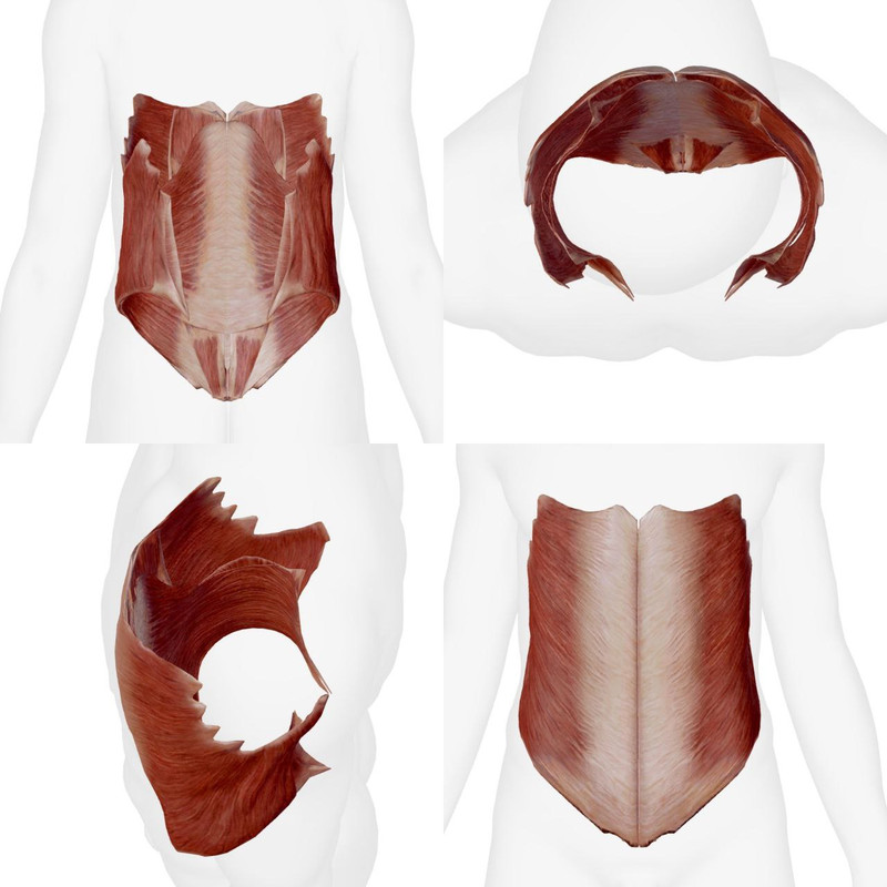 Muscles de l'Abdomen