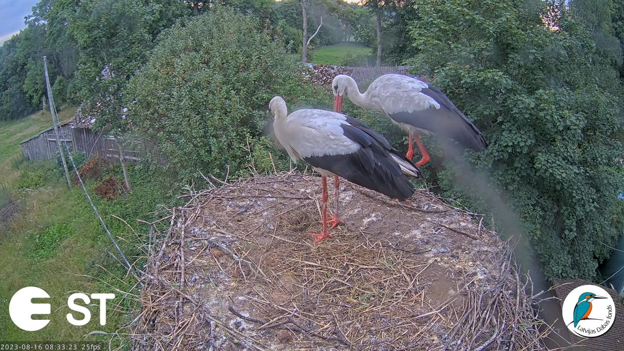 Baltie stārķi (Ciconia ciconia) Tukuma novadā - LDF tiešraide __ White storks in Tukums, Latvia 11-5