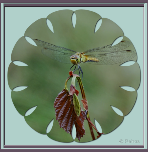 12399-20160714-ae3c0c.png