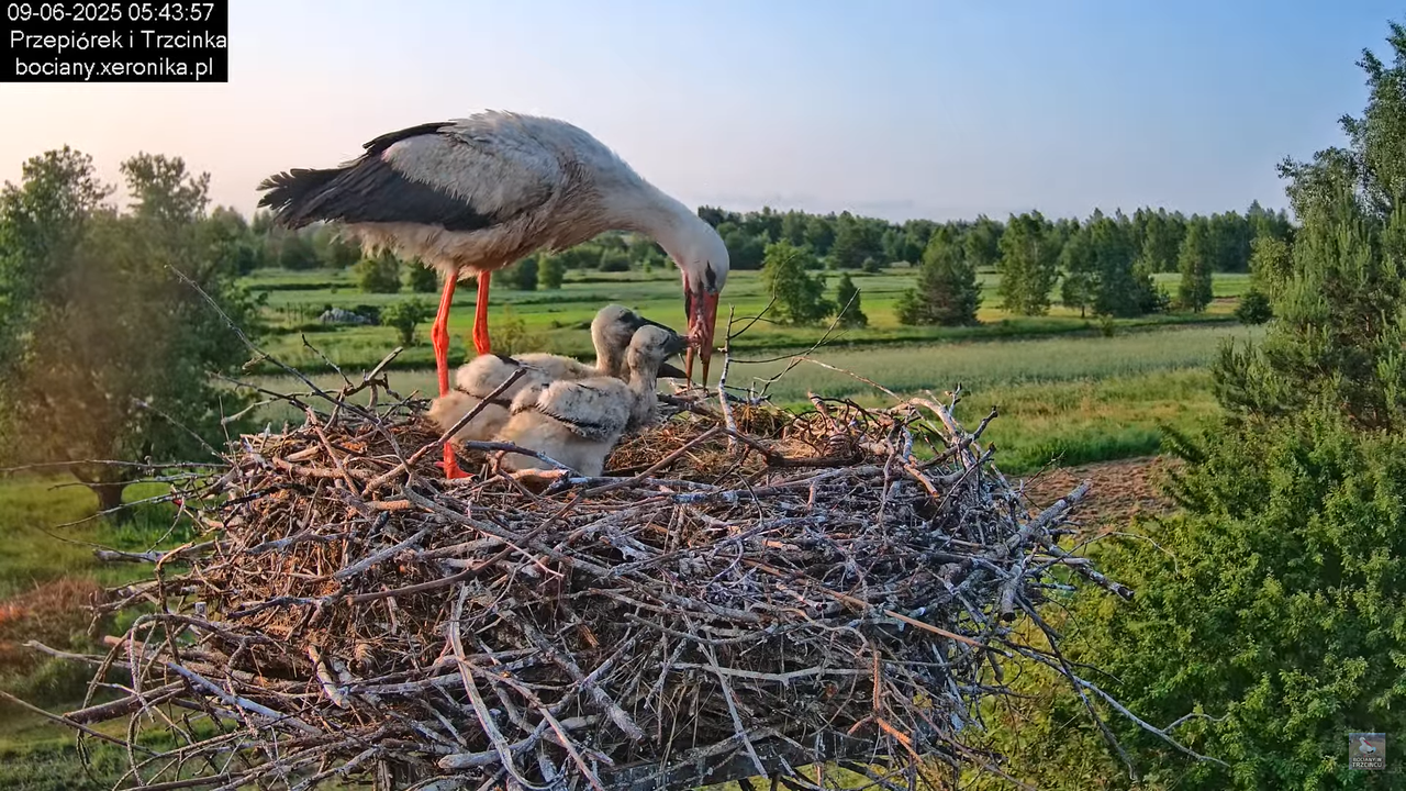 09062025bociany15