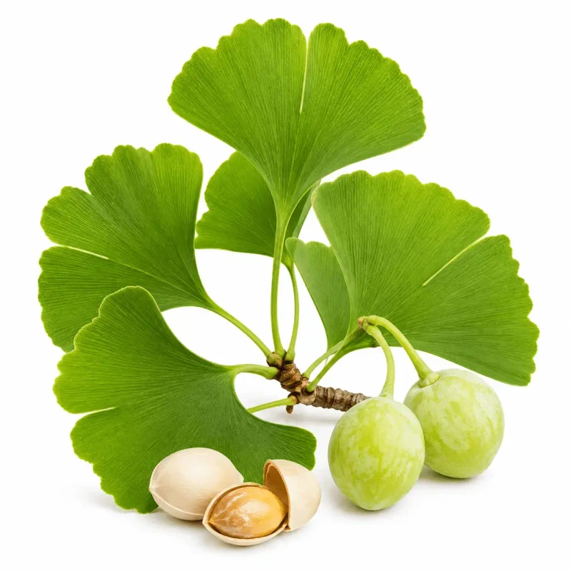 Ginkgo Biloba
