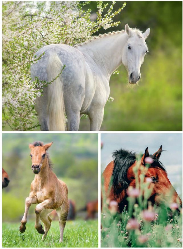 Il Mio Cav (Mar 2023) 4