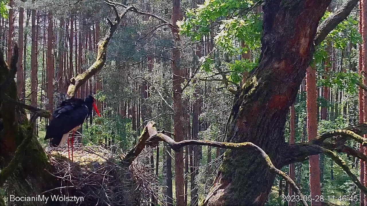 Zrzut ekranu (15146)