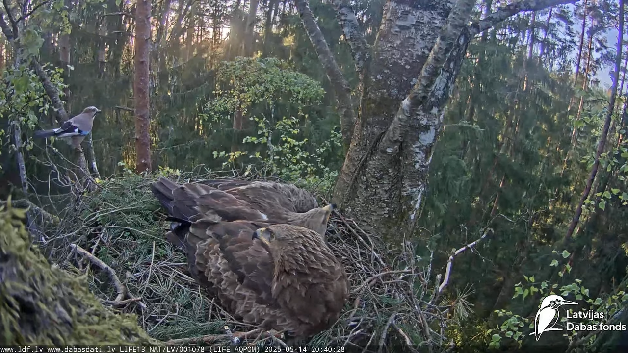 Mazais ērglis (Clanga pomarina), ligzda bērzā 18-45-33 screenshot