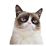 IMG-5613.png