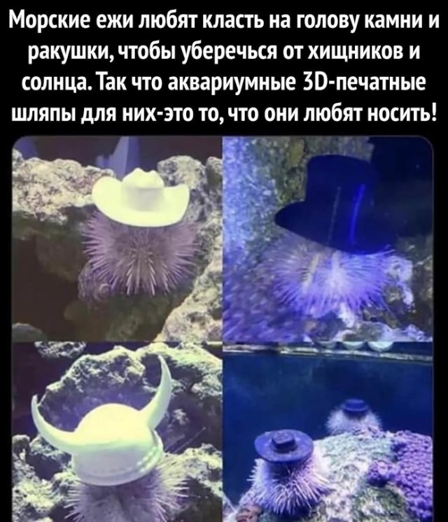 17179738.jpg