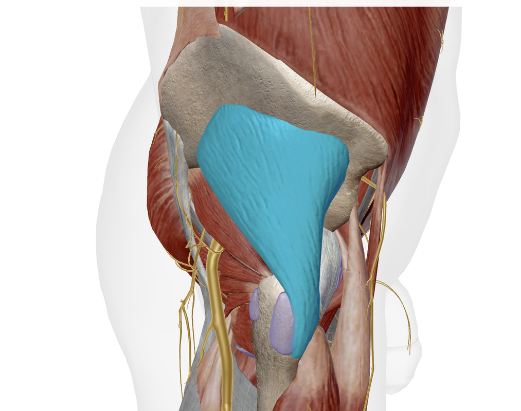 Muscle Petit Fessier